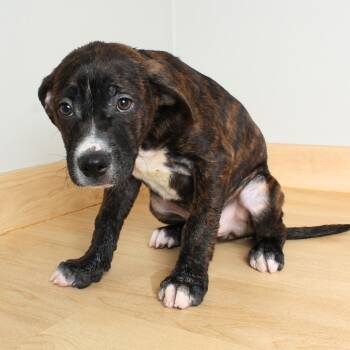 Boxer and Mixed Breed Dogs Available for Adoption in Minnetonka, Minnesota - Buster D69309 | PetCurious