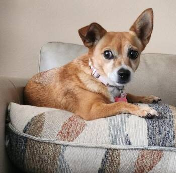 Rescue Chihuahua Dogs for Adoption in Mesquite, Nevada - Lilly | PetCurious
