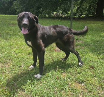 Rescue Border Collie and Labrador Retriever Dogs for Adoption in Attalla, Alabama - Daphne | PetCurious