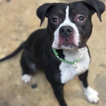 Boxer and Mixed Breed Dogs Available for Adoption - Jasmine | PetCurious