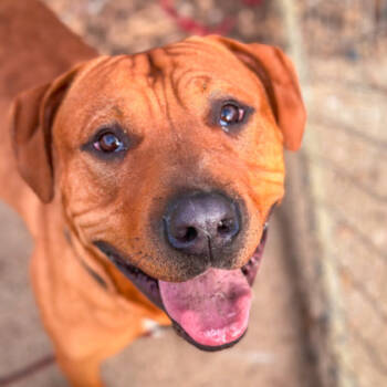 Rescue Mixed Breed Dogs for Adoption in Cincinnati, Ohio - Fernando | PetCurious