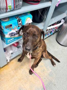 Jerry -  Mixed Breed Dog for Adoption in Danielsville, Georgia - Jerry | PetCurious