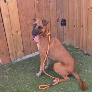 Twister FJ -  Shepherd and Black Mouth Cur Dog for Adoption in Austin, Texas - Twister FJ | PetCurious