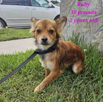 Rescue Pomeranian and Terrier Dogs for Adoption - Layla | PetCurious