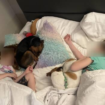 Billie -  Jack Russell Terrier Dog for Adoption in Nashville, Tennessee - Billie | PetCurious