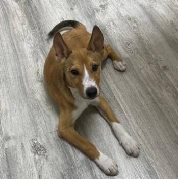 Basenji Dogs Available for Adoption - Gertrude | PetCurious