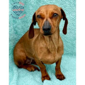 Dachshund Dogs Available for Adoption - Olive | PetCurious