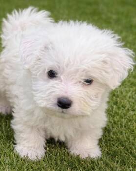 Maltese Dogs Available for Adoption in Cerritos, California - Bali | PetCurious