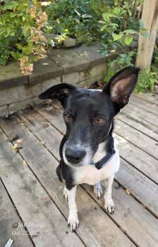 Rescue Rat Terrier and Australian Cattle Dog Blue Heeler Dogs for Adoption in Erin, Ontario - Katrina | PetCurious