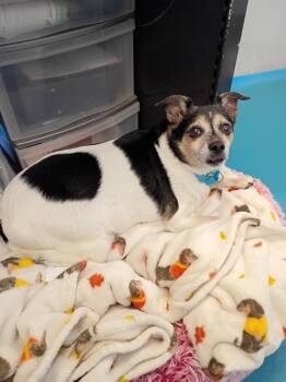 Chihuahua Dogs Available for Adoption in Muskegon, Michigan - Zeus | PetCurious