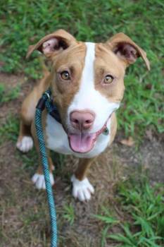 Pippi - AVAILABLE TO FOSTER OR ADOPT -  Mixed Breed Dog for Adoption in Clayton, North Carolina - Pippi - AVAILABLE TO FOSTER OR ADOPT | PetCurious