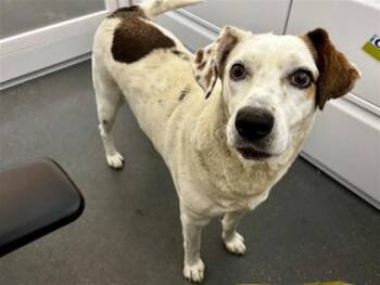 Carly-Lynn -  Hound and Mixed Breed Dog for Adoption in New Orleans, Louisiana - Carly-Lynn | PetCurious