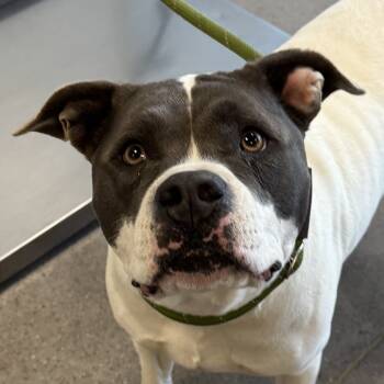 Rescue Mixed Breed Dogs for Adoption in Las Cruces, New Mexico - Lani | PetCurious