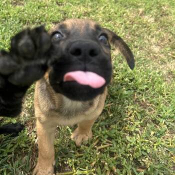 FlapJack -  Labrador Retriever and Mixed Breed Dog for Adoption in West Point, Mississippi - FlapJack | PetCurious