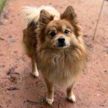 Gizmo -  Pomeranian Dog for Adoption in Garland, Texas - Gizmo | PetCurious