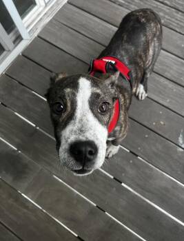 Boxer Dogs Available for Adoption - Spike | PetCurious