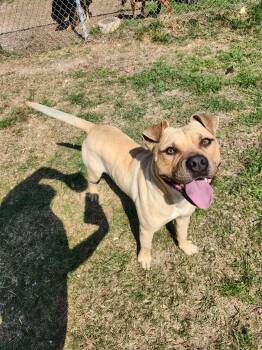 Pit Bull Terrier Dogs Available for Adoption - Kendrick **Courtesy Post. Out Of Town Pet. See Below For Details | PetCurious