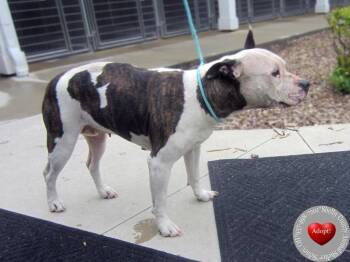 Pit Bull Terrier Dogs Available for Adoption in Sidney, Ohio - Felicity Yrly 172 | PetCurious