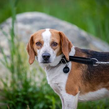 Robbie (Shy boy. Loves dogs, cats, kids) -  Beagle Dog for Adoption in Hanson, Massachusetts - Robbie (Shy Boy. Loves Dogs, Cats, Kids) | PetCurious