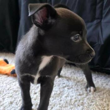Mr. Pibb -  Pit Bull Terrier and Husky Dog for Adoption in Las Vegas, Nevada - Mr. Pibb | PetCurious
