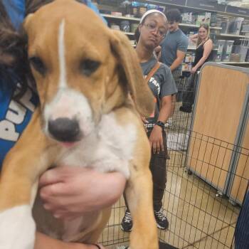 Chase -  Hound Dog for Adoption in Melrose, Florida - Chase | PetCurious