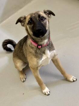 Nobara -  Mixed Breed Dog for Adoption in Winnipeg, Manitoba - Nobara | PetCurious