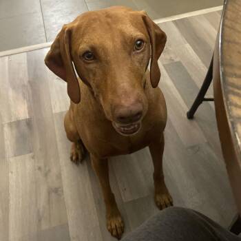Vizsla Dogs Available for Adoption - Redd | PetCurious