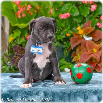 Hickory -  Labrador Retriever Dog for Adoption in Wake Forest, North Carolina - Hickory | PetCurious