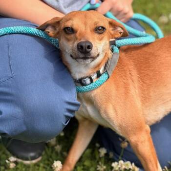 Summit -  Chihuahua and Dachshund Dog for Adoption in Sparta, New Jersey - Summit | PetCurious