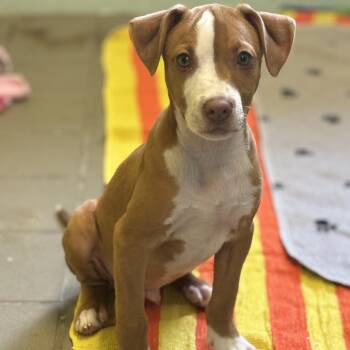 Tater Tot -  Mixed Breed Dog for Adoption in Marshalltown, Iowa - Tater Tot | PetCurious