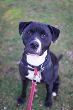 Mixed Breed Dogs Available for Adoption - Stewart | PetCurious