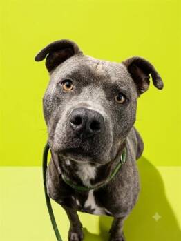 BUNGEE JUMP -  Mixed Breed Dog for Adoption in Jacksonville, Florida - BUNGEE JUMP | PetCurious