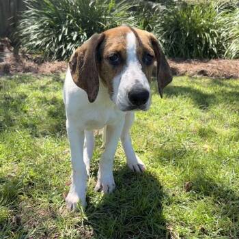 Walker -  Hound Dog for Adoption in Valdosta, Georgia - Walker | PetCurious