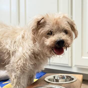 Terrier Dogs Available for Adoption in Columbia, South Carolina - Blaze | PetCurious