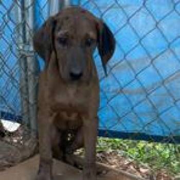 Della -  Catahoula Leopard Dog and Mixed Breed Dog for Adoption in Parrish, Alabama - Della | PetCurious