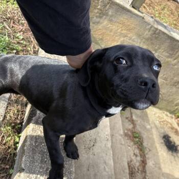 Pit Bull Terrier Dogs Available for Adoption in Greensboro, North Carolina - Falling Star | PetCurious