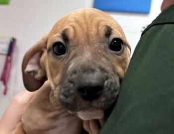 Oliver -  Pit Bull Terrier Dog for Adoption in Columbus, Indiana - Oliver | PetCurious
