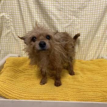 KINGSTON -  Norfolk Terrier Dog for Adoption in Modesto, California - KINGSTON | PetCurious