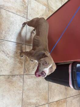 Waverly -  Mixed Breed Dog for Adoption in Cincinnati, Ohio - Waverly | PetCurious