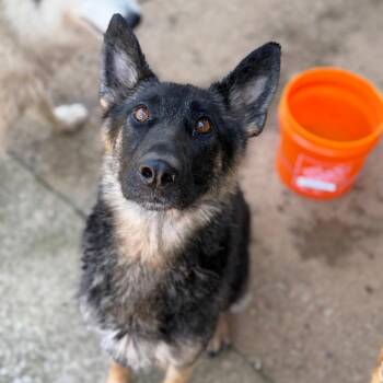 Juliet Barnes -  German Shepherd Dog and Mixed Breed Dog for Adoption in Brownsboro, Alabama - Juliet Barnes | PetCurious