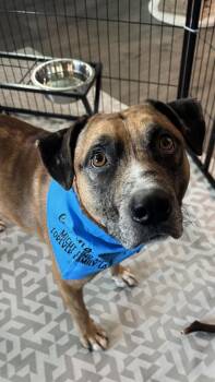 Pit Bull Terrier and Australian Shepherd Dogs Available for Adoption - Bear | PetCurious