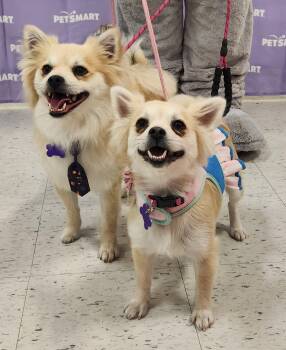 Chihuahua and Pomeranian Dogs Available for Adoption - Roseanne | PetCurious