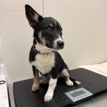 German Shepherd Dog Dogs Available for Adoption - 372 (2026) | PetCurious