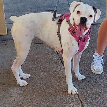 Iris -  Boxer Dog for Adoption in Woodinville, Washington - Iris | PetCurious