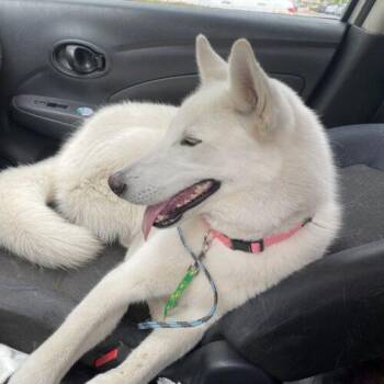 Siberian Husky and German Shepherd Dog Dogs Available for Adoption - Khloe | PetCurious