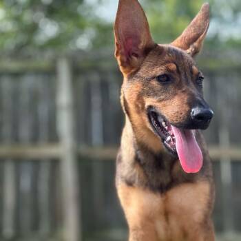 Mica -  German Shepherd Dog Dog for Adoption in St. Peters, Missouri - Mica | PetCurious