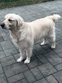 Golden Retriever Dogs Available for Adoption in New York, New York - JOHNNY | PetCurious