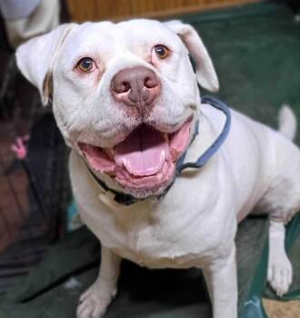Mixed Breed Dogs Available for Adoption in New York, New York - HANK | PetCurious