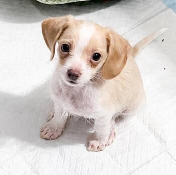 Simon -  Dachshund and Cavapoo Dog for Adoption in Tylertown, Mississippi - Simon | PetCurious