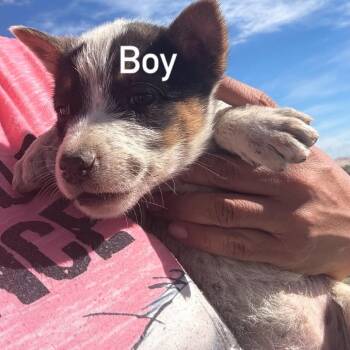Can Opener -  Cattle Dog Dog for Adoption in Tacoma, Washington - Can Opener | PetCurious